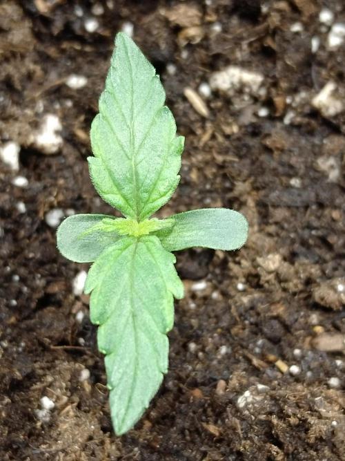 🛸Milky Way F1 RQS🦁. Week 0