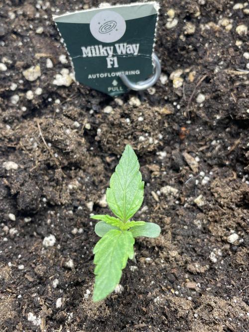 🛸Milky Way F1 RQS🦁. Week 1