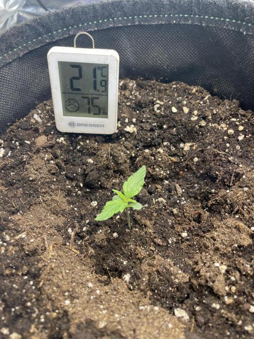 🛸Milky Way F1 RQS🦁. Week 1