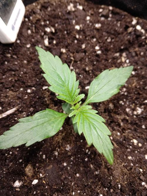 🛸Milky Way F1 RQS🦁. Week 1