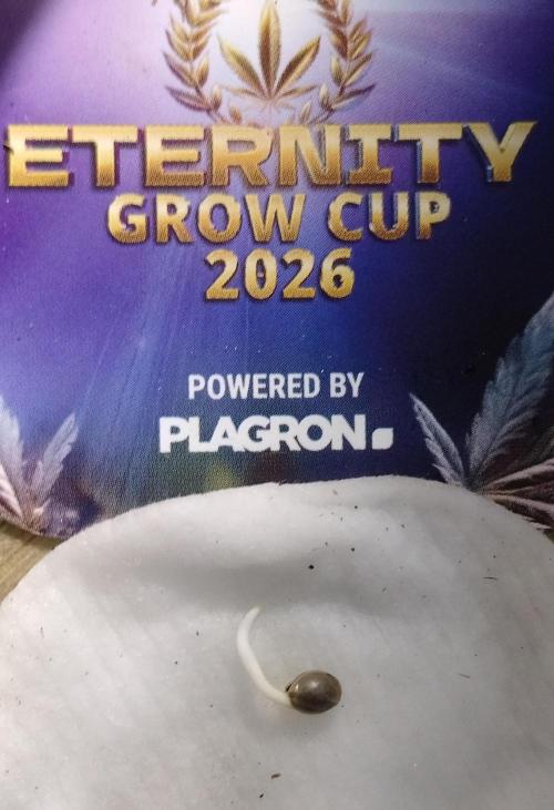 Eternity Grow Cup Sticky Broccoli🥦. Week 0