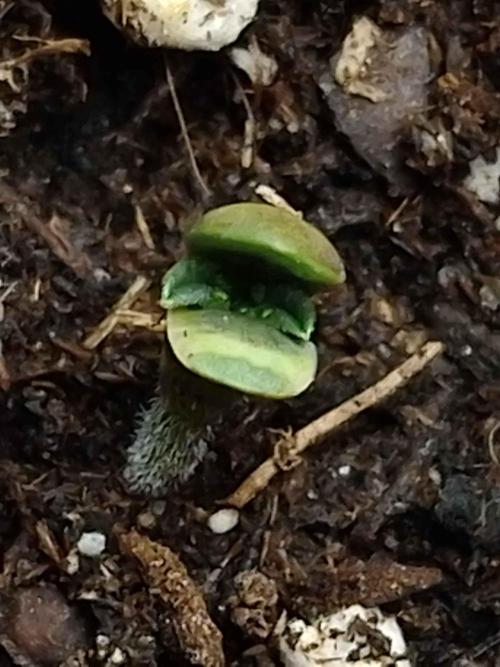 Eternity Grow Cup Sticky Broccoli🥦. Week 0