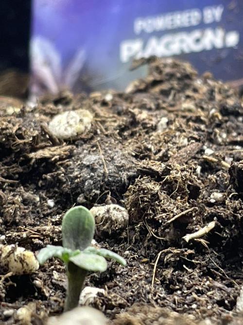 Eternity Grow Cup Sticky Broccoli🥦. Week 0