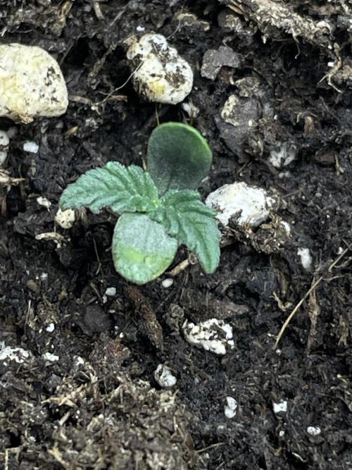 Eternity Grow Cup Sticky Broccoli🥦. Week 0