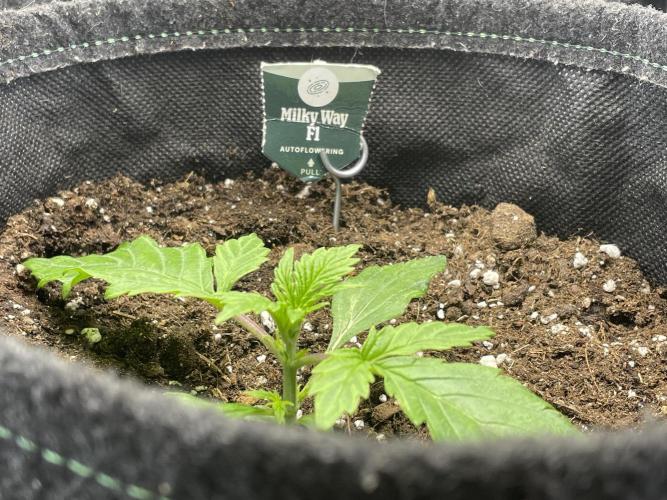 🛸Milky Way F1 RQS🦁. Week 2