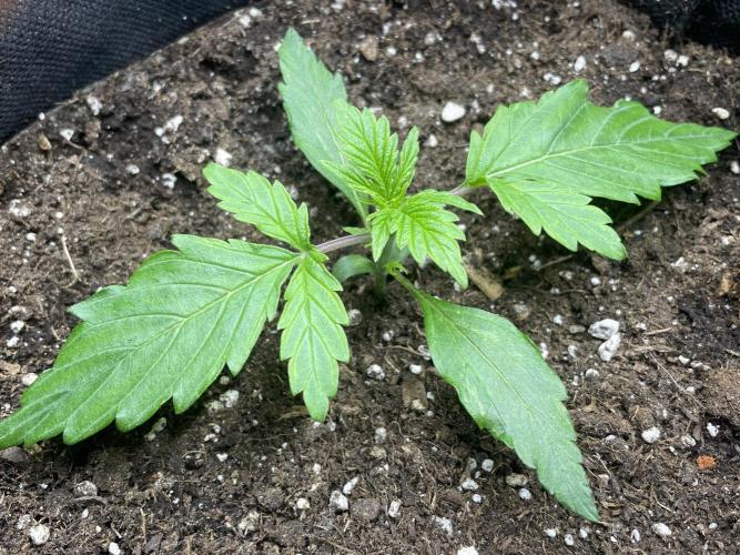 🛸Milky Way F1 RQS🦁. Week 2