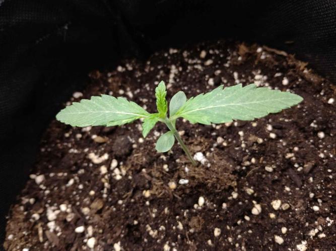 👑🦍Royal Gorilla Auto RQS🦁. Week 1