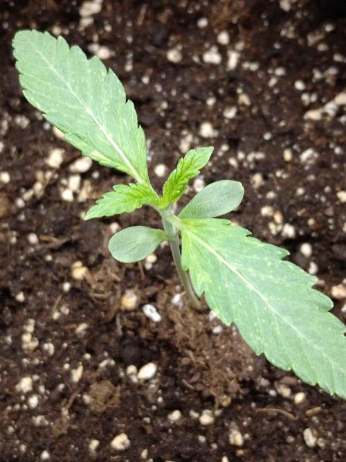 👑🦍Royal Gorilla Auto RQS🦁. Week 1