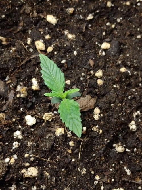 🧠💭Amnesia Haze Auto RQS🦁. Week 1