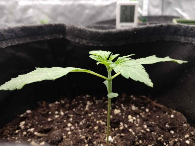 👑🦍Royal Gorilla Auto RQS🦁. Week 1