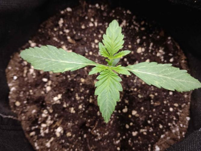 👑🦍Royal Gorilla Auto RQS🦁. Week 1