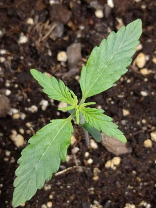 🧠💭Amnesia Haze Auto RQS🦁. Week 1