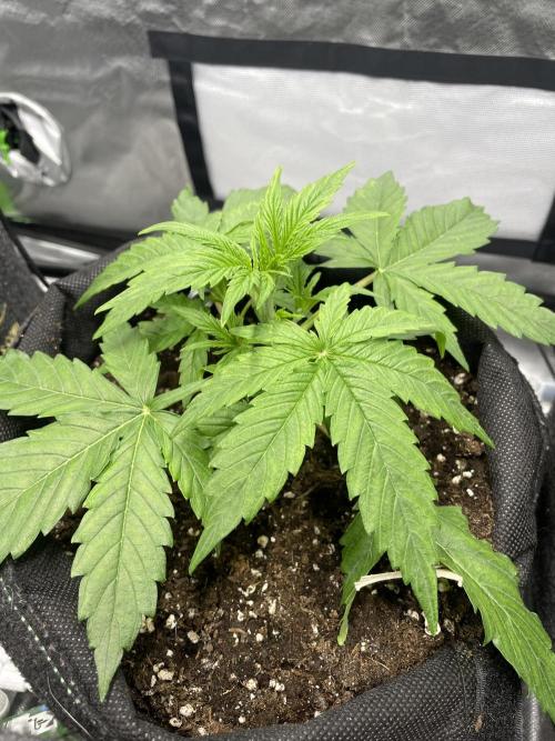 🛸Milky Way F1 RQS🦁. Week 3