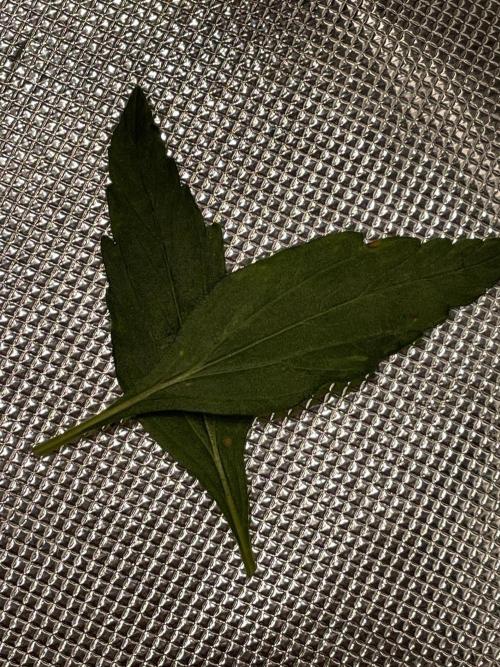 🛸Milky Way F1 RQS🦁. Week 3