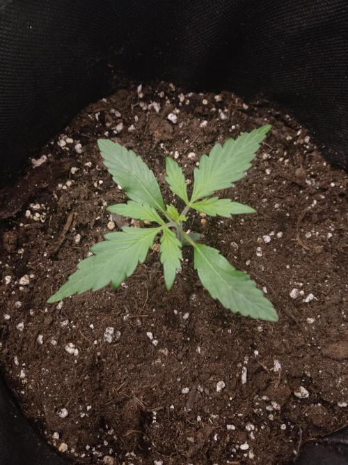 🧠💭Amnesia Haze Auto RQS🦁. Week 1