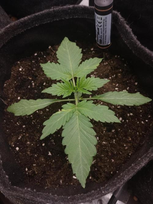 👑🦍Royal Gorilla Auto RQS🦁. Week 1