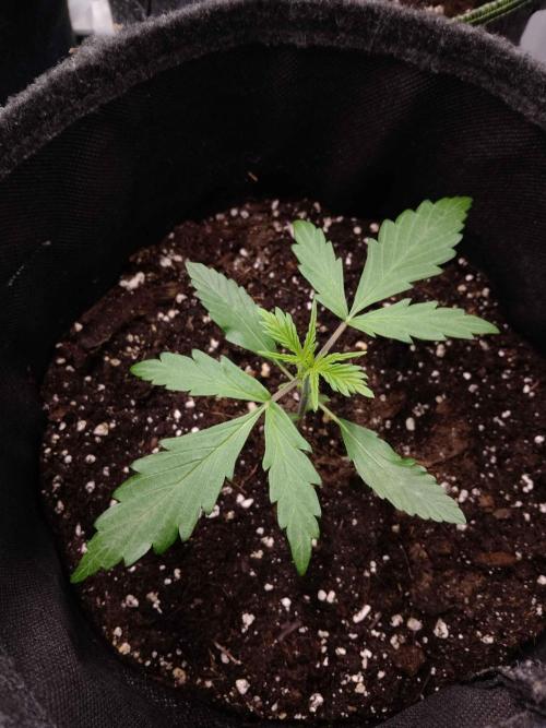 🧠💭Amnesia Haze Auto RQS🦁. Week 2