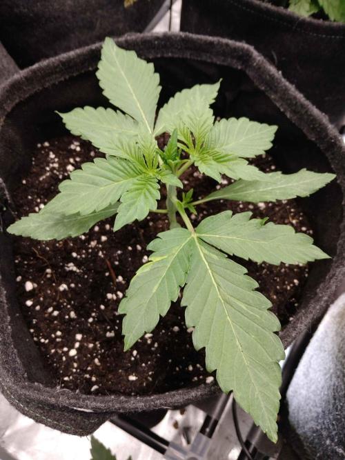 👑🦍Royal Gorilla Auto RQS🦁. Week 2