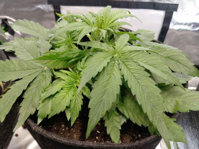 🛸Milky Way F1 RQS🦁. Week 3