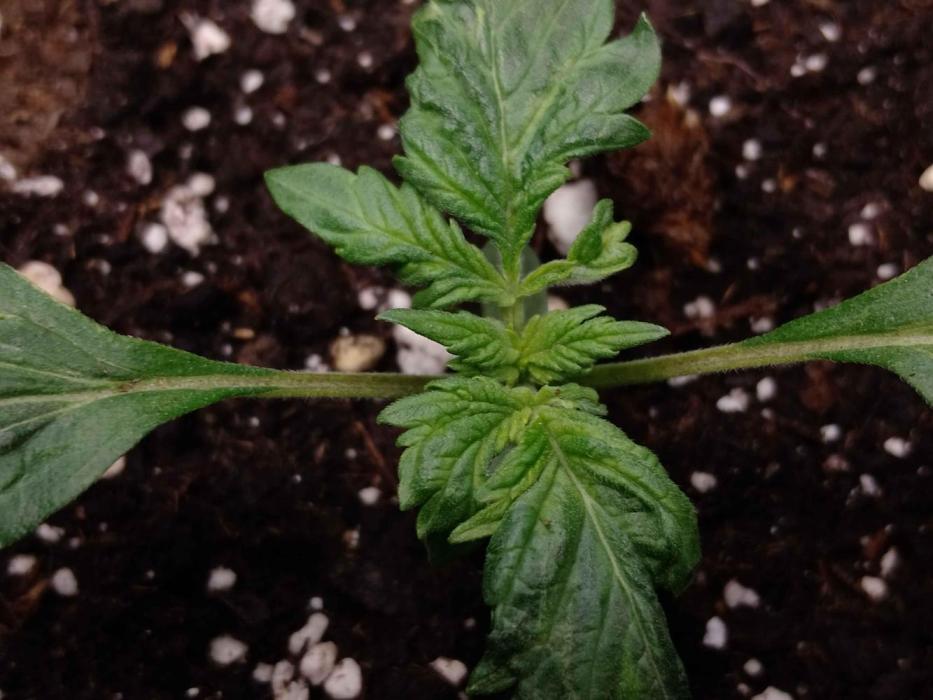 Eternity Grow Cup Sticky Broccoli🥦. Week 1