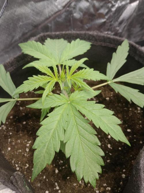 🧠💭Amnesia Haze Auto RQS🦁. Week 2