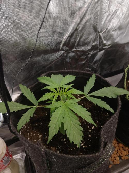 🧠💭Amnesia Haze Auto RQS🦁. Week 2