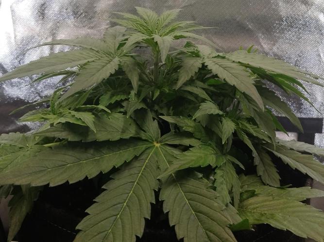 🛸Milky Way F1 RQS🦁. Week 4