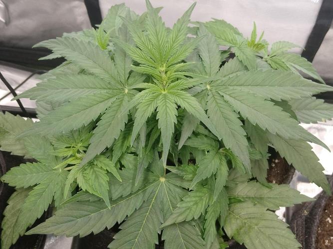 🛸Milky Way F1 RQS🦁. Week 4