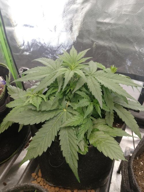 🛸Milky Way F1 RQS🦁. Week 4