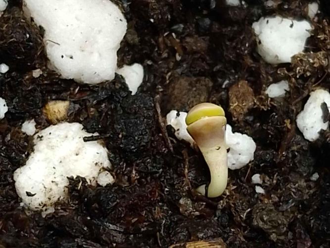 Zamnesia🍯Sticky Broccoli🥦EGC2026. Week 0 - Day0