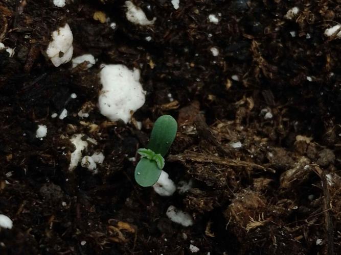 Zamnesia🍯Sticky Broccoli🥦EGC2026. Week 0 - Day1