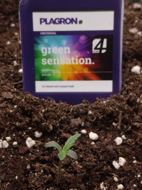 Zamnesia🍯Sticky Broccoli🥦EGC2026. Week 0