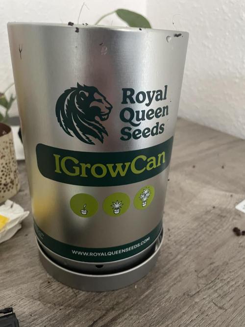 IGrowCan Sherbet Queen Auto RQS. Week 0