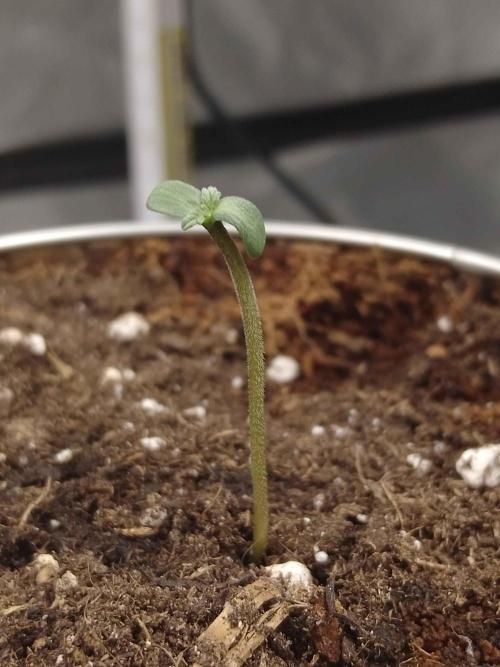 IGrowCan Sherbet Queen Auto RQS. Week 0