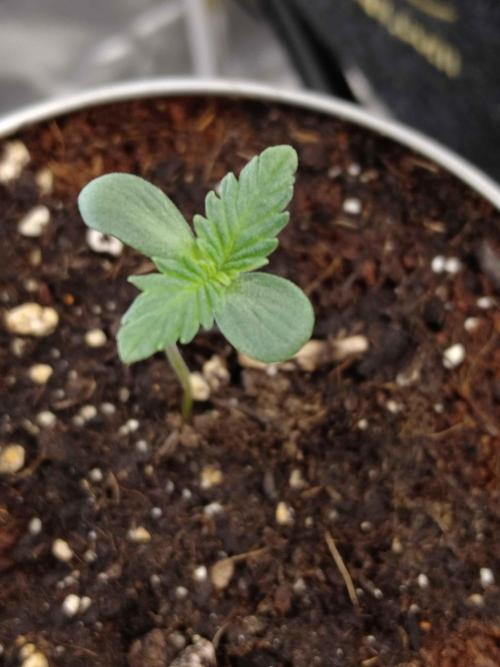 IGrowCan Sherbet Queen Auto RQS. Week 0