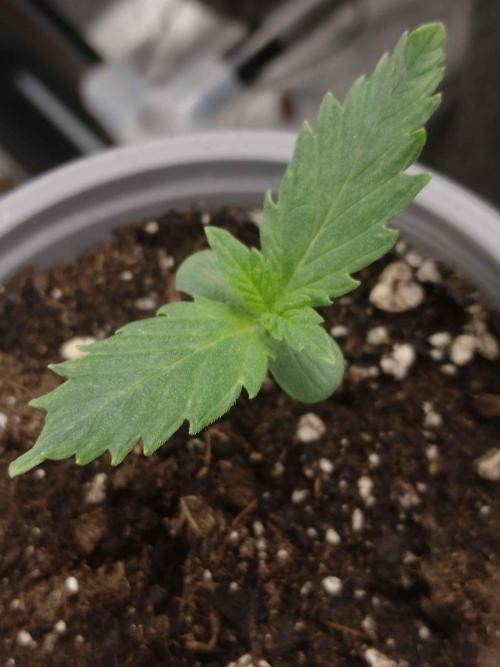 IGrowCan Sherbet Queen Auto RQS. Week 0