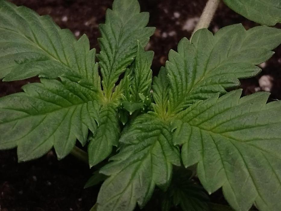 🥦Cime di Rap🥦 Zamnesia. Week 2