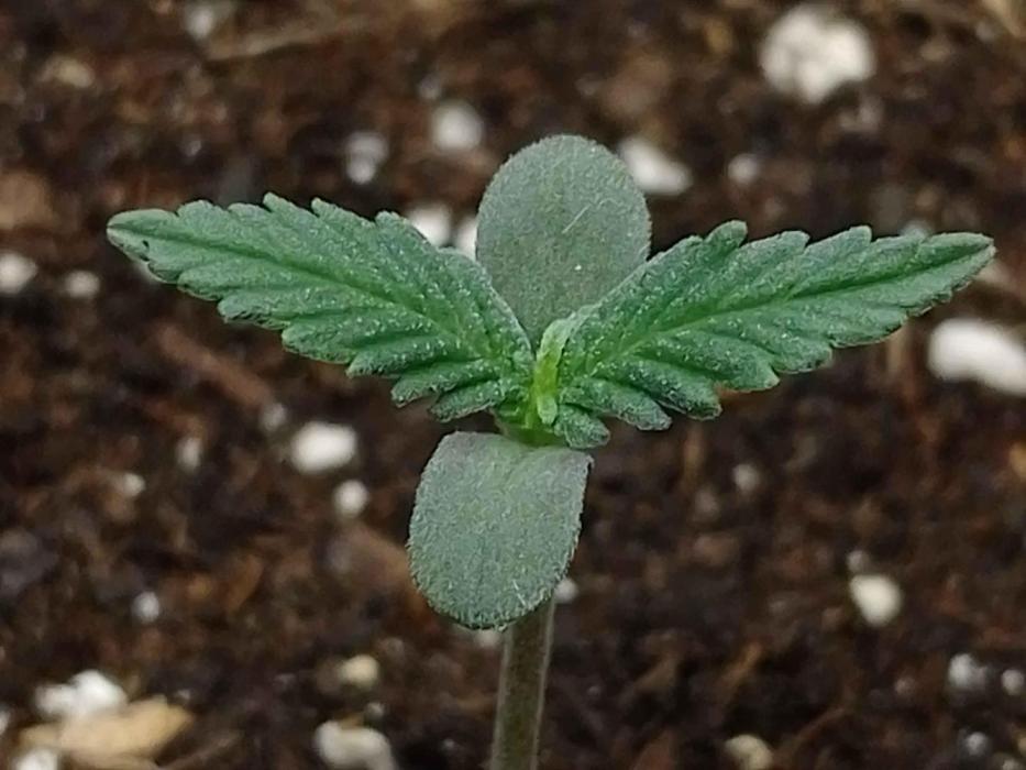 🍦Gelato Auto Zamnesia. Week 0