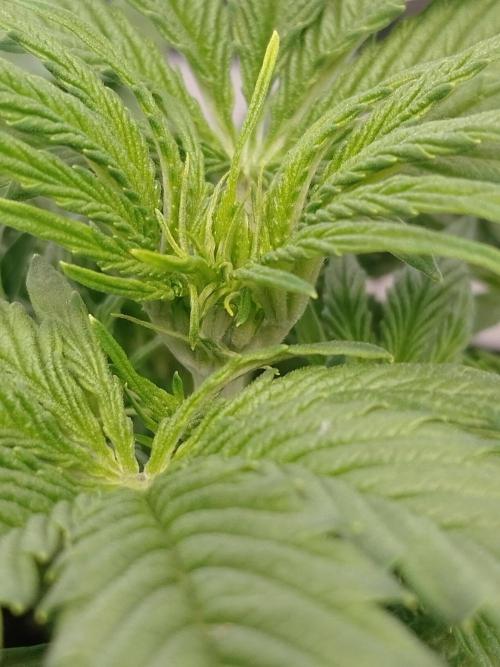 🛸Milky Way F1 RQS🦁. Week 4