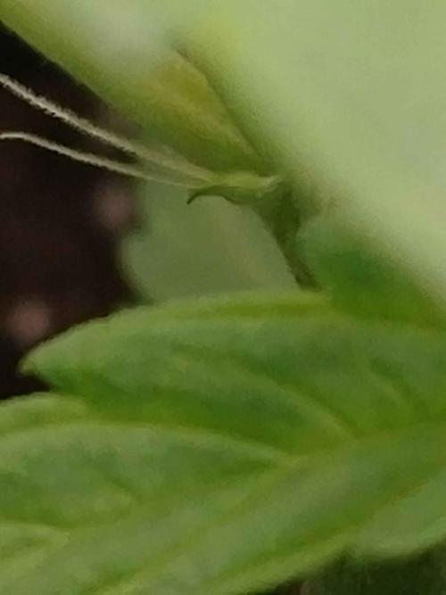 🧠💭Amnesia Haze Auto RQS🦁. Week 2