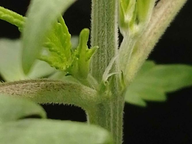 🧠💭Amnesia Haze Auto RQS🦁. Week 2