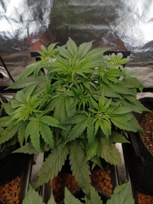 🛸Milky Way F1 RQS🦁. Week 4