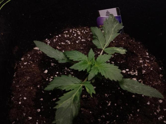 🥦Cime di Rap🥦 Zamnesia. Week 2