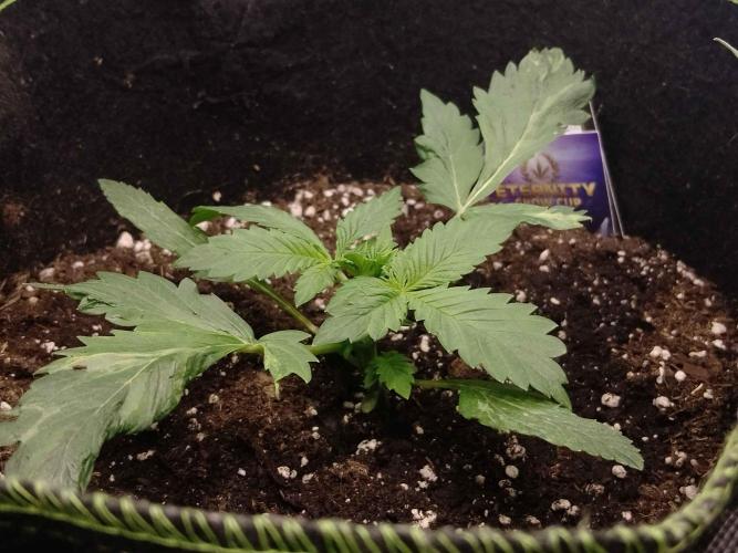 🥦Cime di Rap🥦 Zamnesia. Week 2