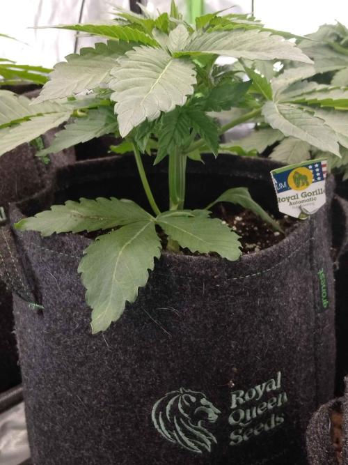 👑🦍Royal Gorilla Auto RQS🦁. Week 3