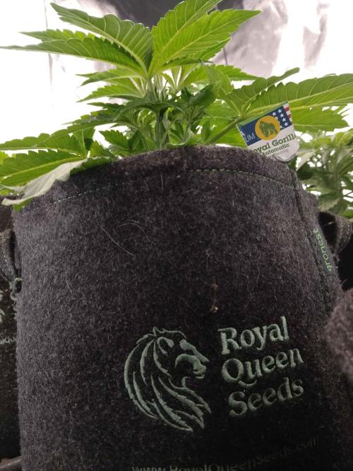 👑🦍Royal Gorilla Auto RQS🦁. Week 3