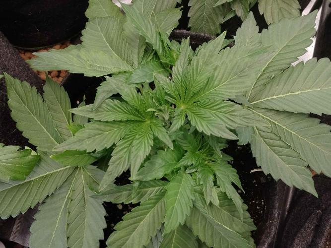 👑🦍Royal Gorilla Auto RQS🦁. Week 3