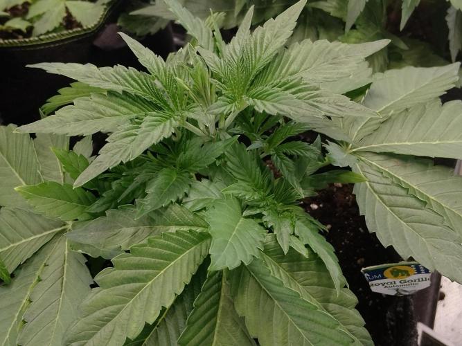 👑🦍Royal Gorilla Auto RQS🦁. Week 3