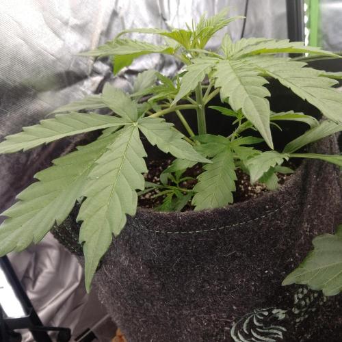 🧠💭Amnesia Haze Auto RQS🦁. Week 3