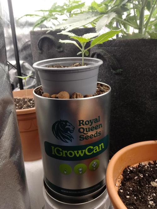 IGrowCan Sherbet Queen Auto RQS. Week 1